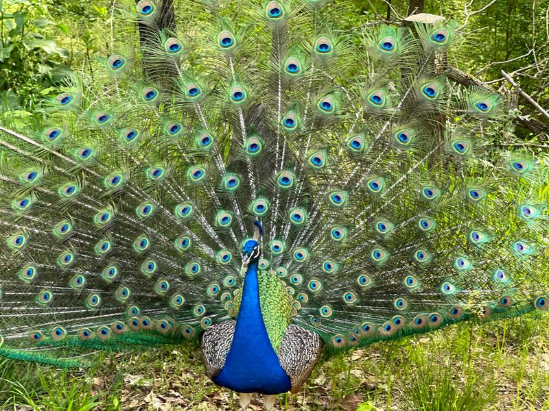 The Colorful Peacocks