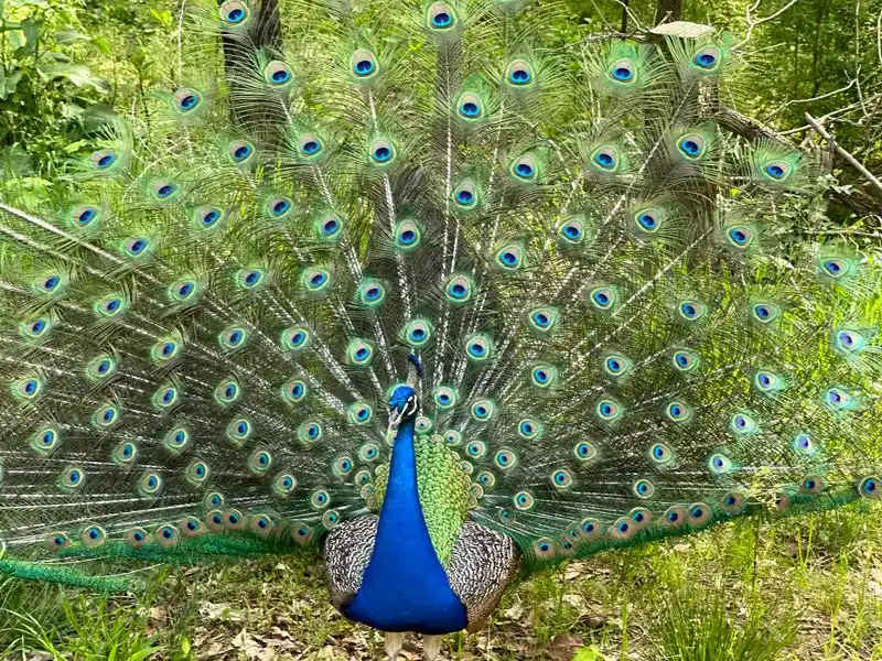 The Colorful Peacocks