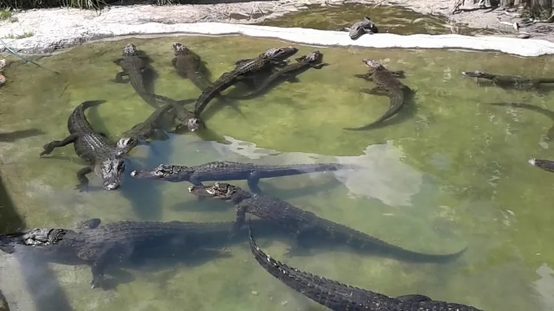 Meet the Reptilian Residents