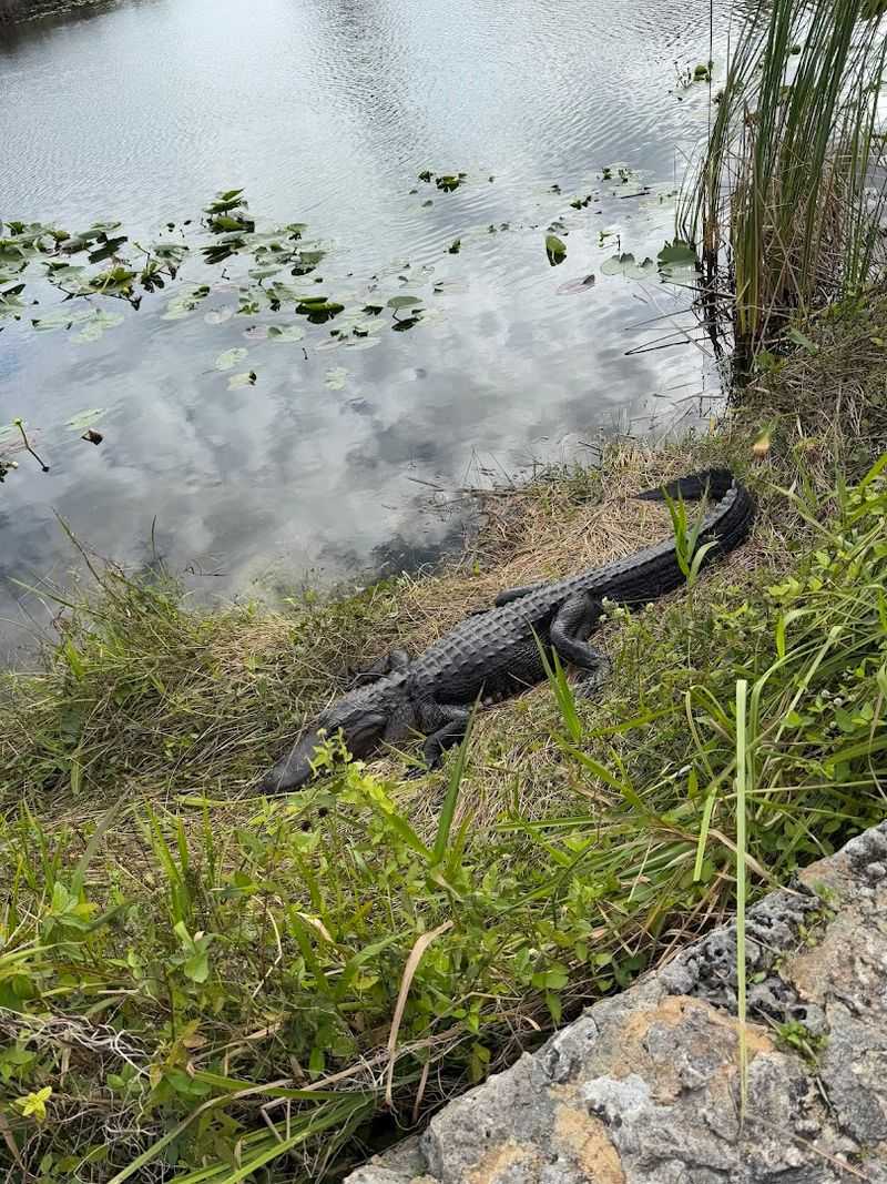 Alligators Up Close: The Star Attraction
