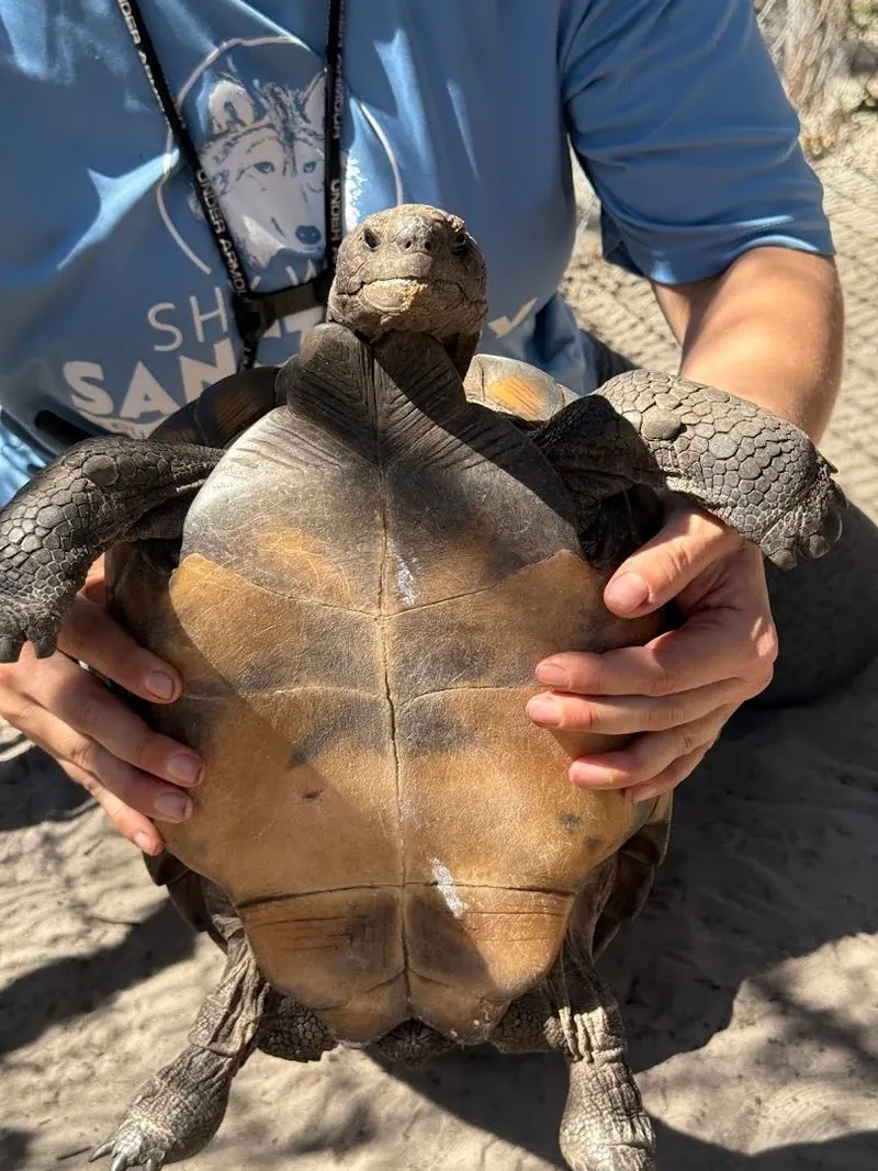Beyond Wolves: Diverse Wildlife