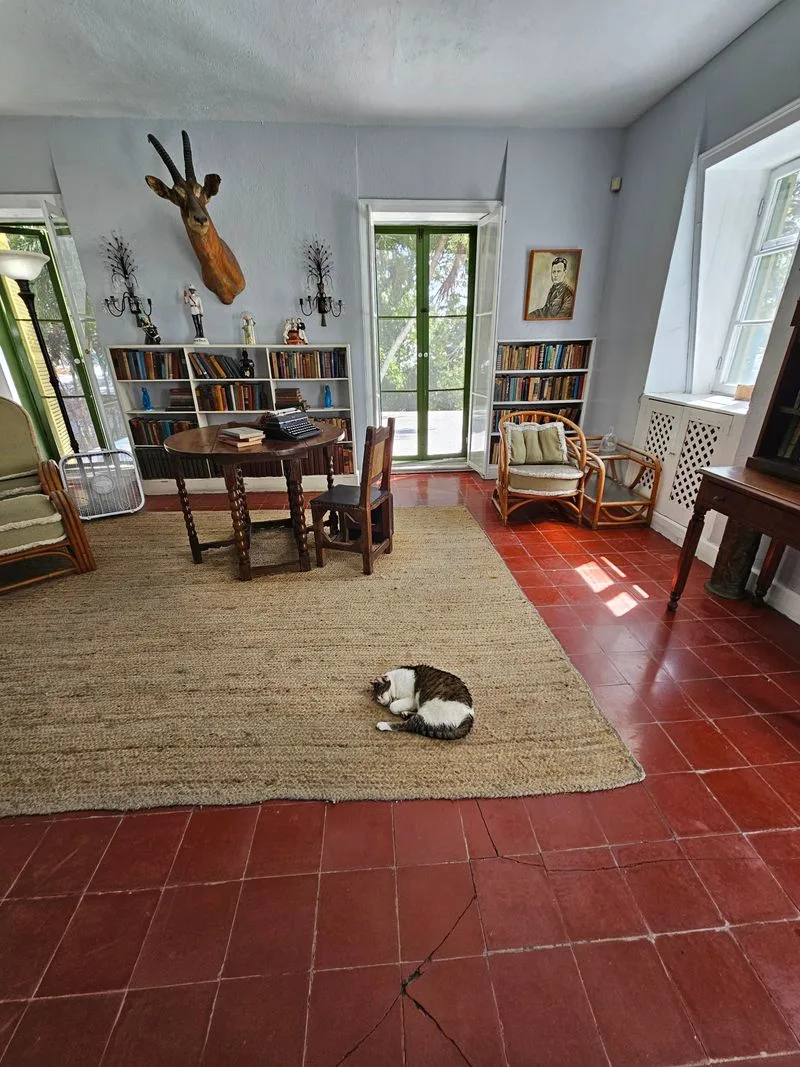 The Six-Toed Cats: Polydactyl Heirs With Island Attitude