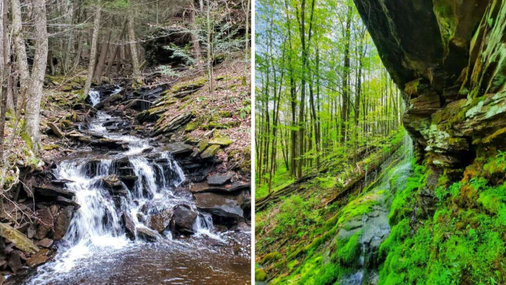 This 115,000‑acre Pennsylvania forest hides waterfalls most hikers have never heard of