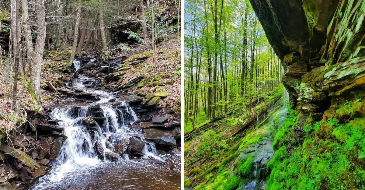 This 115,000‑acre Pennsylvania forest hides waterfalls most hikers have never heard of