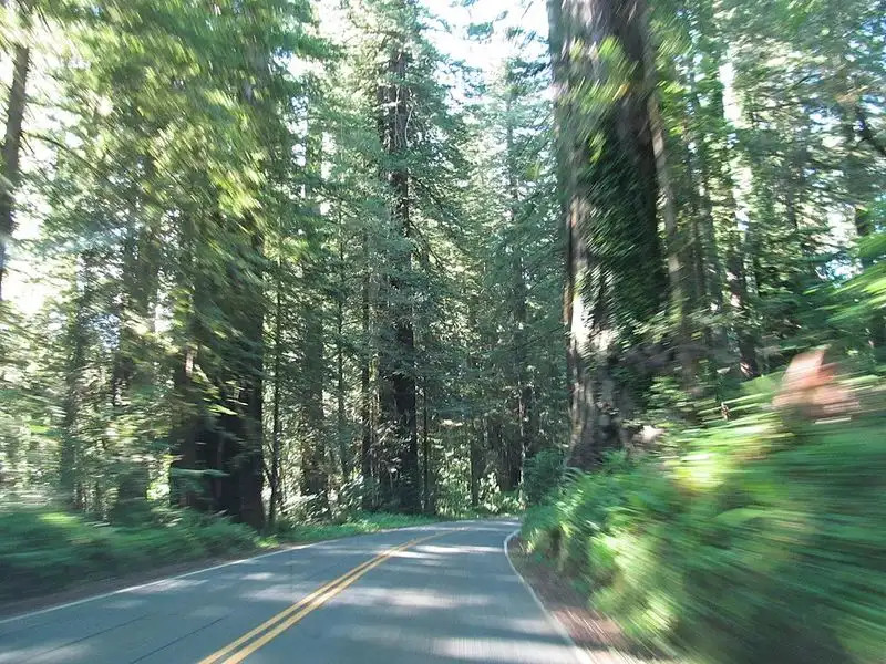Majestic Redwoods