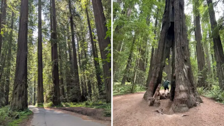 This 31-Mile Drive in California Feels Like Traveling Through Another World