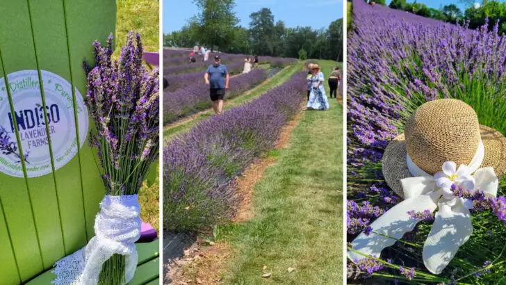 This 50-acre lavender farm in Michigan turns a simple visit into an all-day escape
