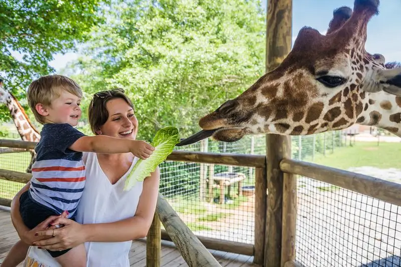 Giraffes: The Gentle Giants