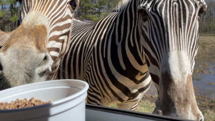 This Alabama Drive-Thru Safari Spans 350 Acres of Open Wilderness Filled With Giraffes, Zebras, and Bison