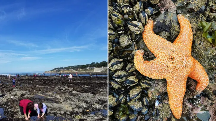 This California tide pool beach is so rich with marine life that rangers lead guided walks through it