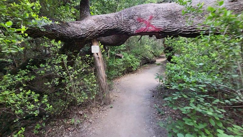 The Trail's Unique Terrain