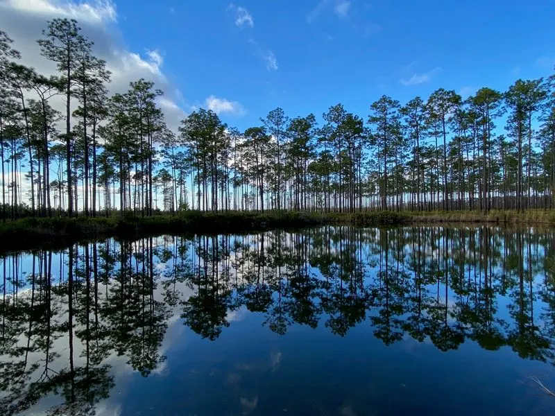 A Walk Into the Heart of the Okefenokee Swamp