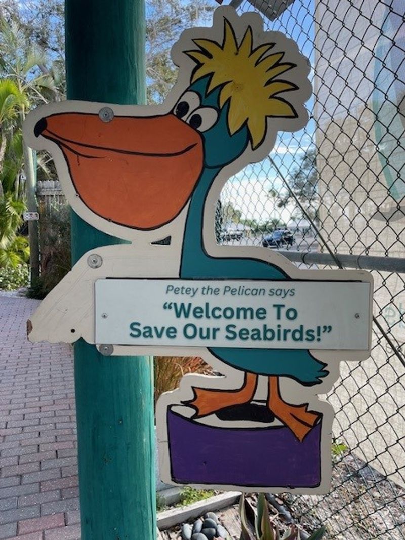 Pelican Feeding Frenzy