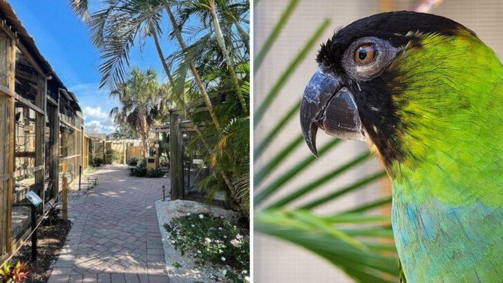 This Florida nature center rehabilitates injured sea birds and lets kids watch the process