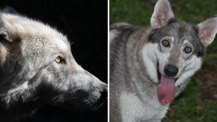 This Florida sanctuary gives rescued wolves a second chance and visitors a rare experience