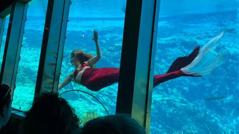 The underwater mermaid show: history, schedule, and seating tips