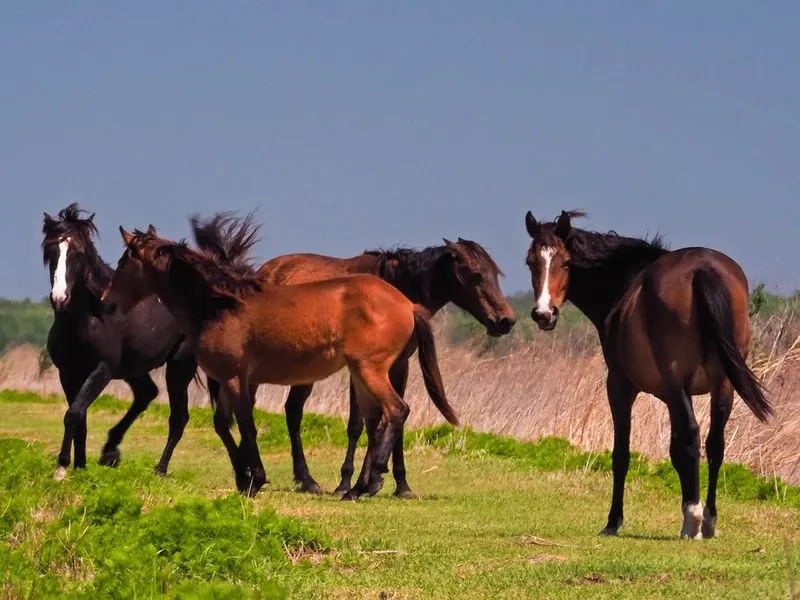 A rare wild horse habitat in Florida
