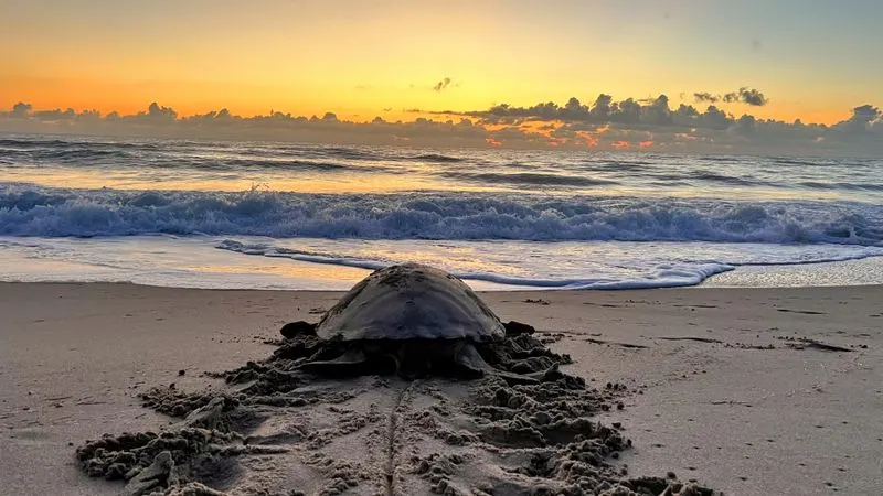 Turtle Watching Beaches