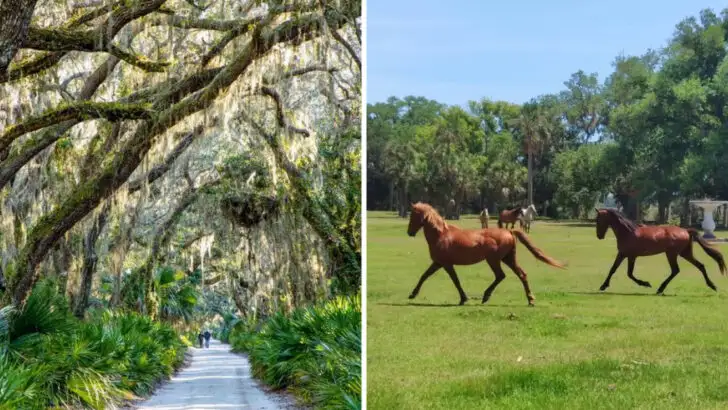 This Georgia Island Remains Largely Untouched, with Wild Horses Along the Shore