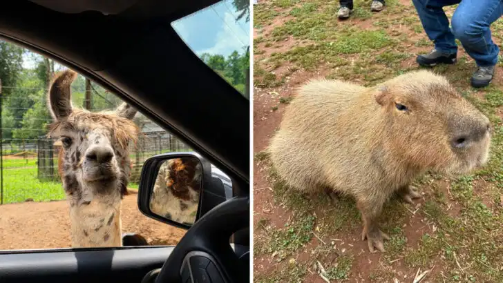 This Georgia wildlife park offers close-up animal experiences most zoos don&rsquo;t