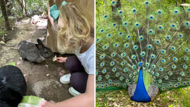 This Hidden Sanctuary In Georgia Lets You Get Face-To-Face With Rescued Animals