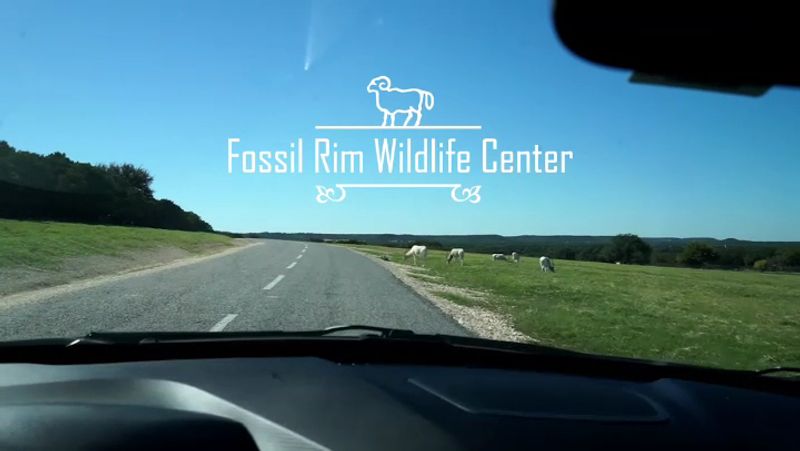 How to Plan Your Perfect Drive-Thru Safari