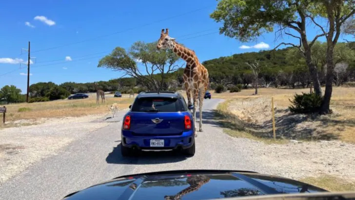This Hill Country Drive-Thru Safari Is Texas&rsquo; Best-Kept Wildlife Secret