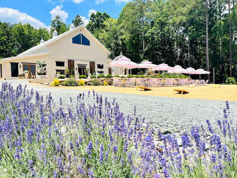 Enchanting Lavender Fields