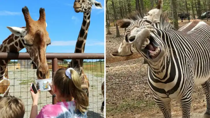 This North Carolina Drive-Thru Safari Lets You Come Face-to-Face With Exotic Animals