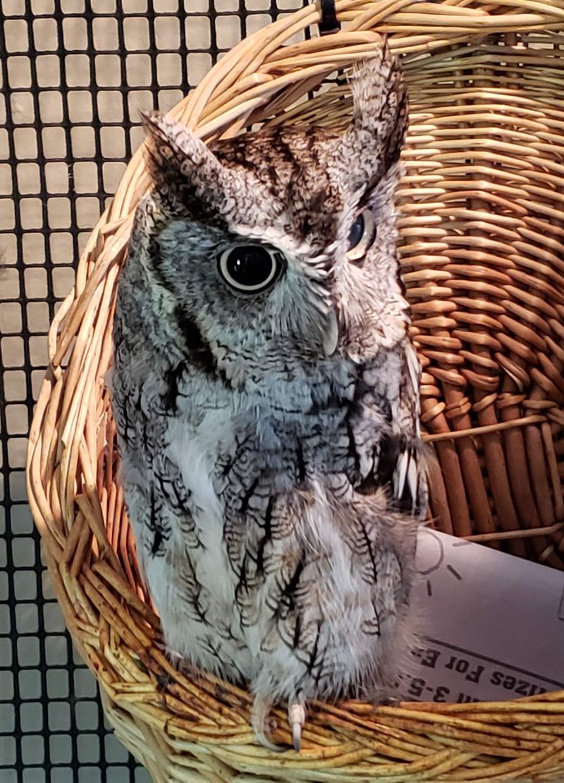 The Majestic Owls