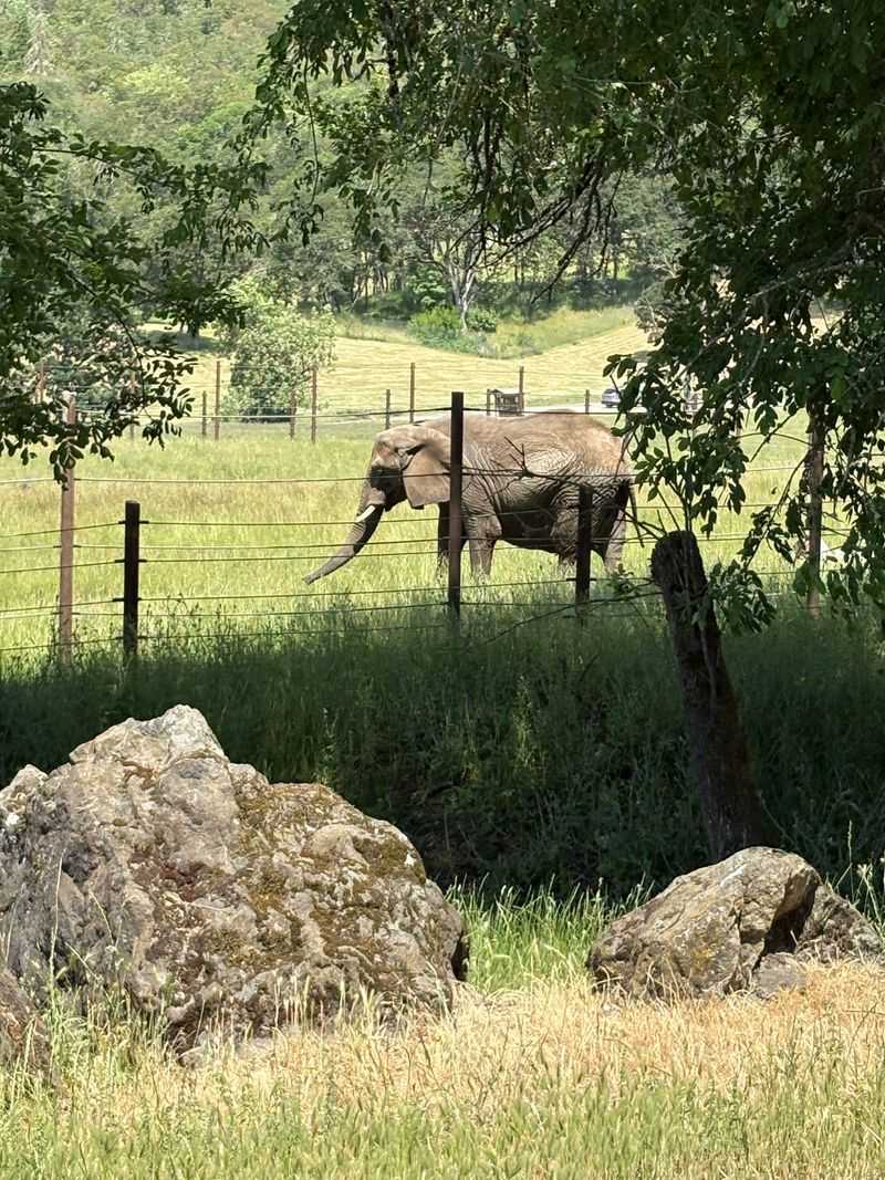 African Elephants Encounter and Conservation Story