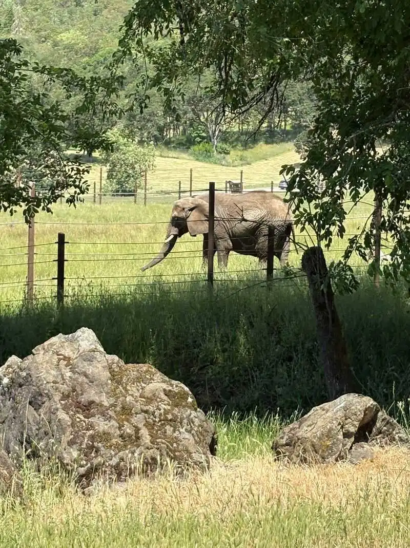 African Elephants Encounter and Conservation Story