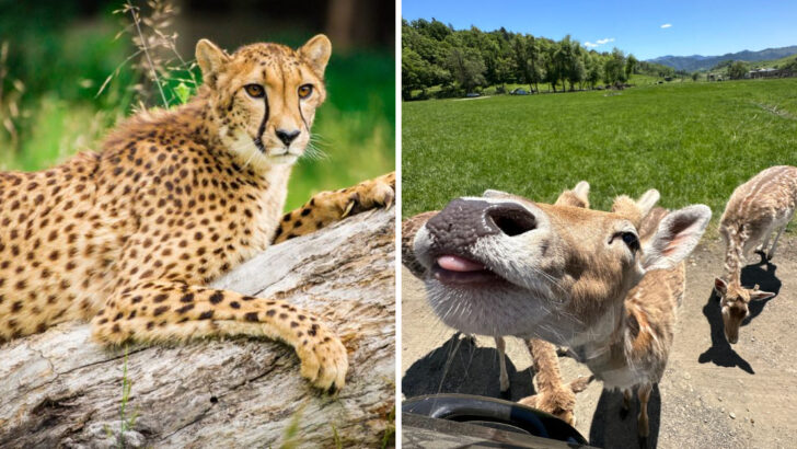 This Oregon Drive-Thru Safari Has African Elephants, Hippos, and One of the Largest Cheetah Habitats