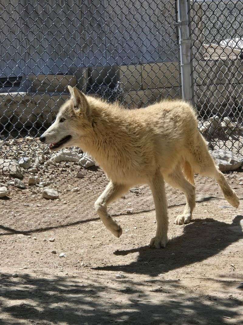 A Close Encounter with Majesty