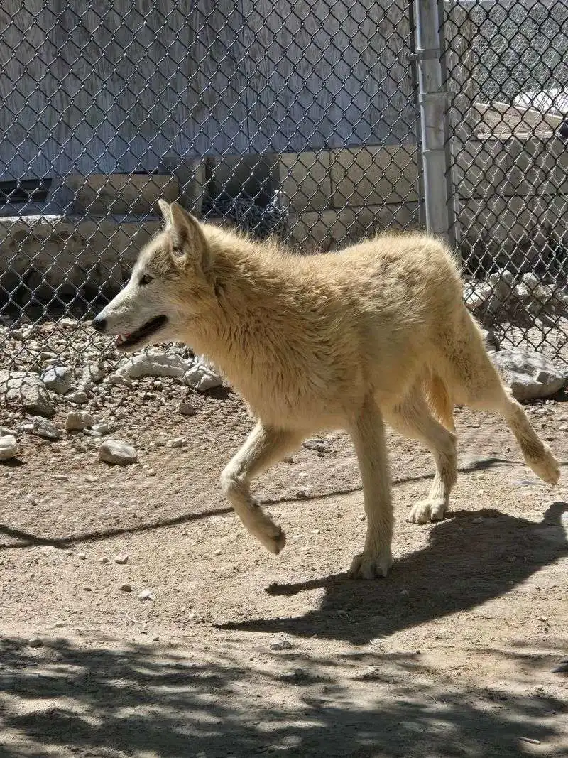 A Close Encounter with Majesty