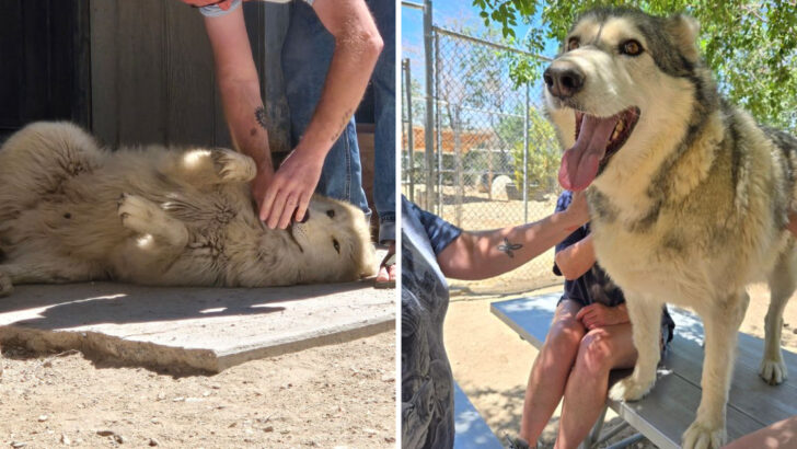 This Sanctuary In California Lets You Spend Time Inside A Wolf Enclosure And Pet Them