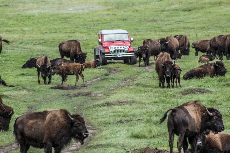 Getting Up Close with the Buffalo Herd