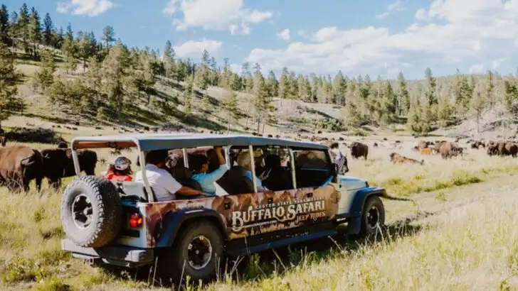 This South Dakota Resort Lets You Safari Through Wild Buffalo Herds Like the Old West
