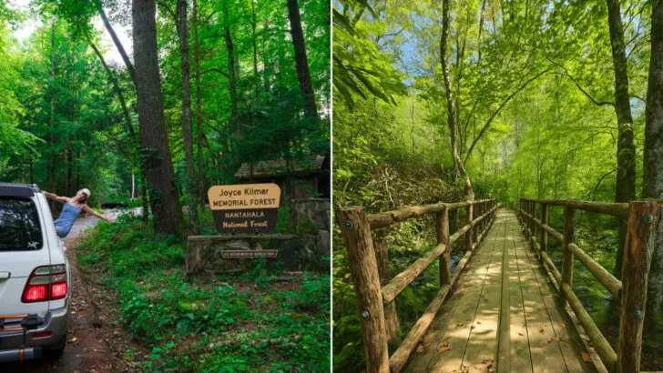 This ancient forest trail in North Carolina feels straight out of a fairytale