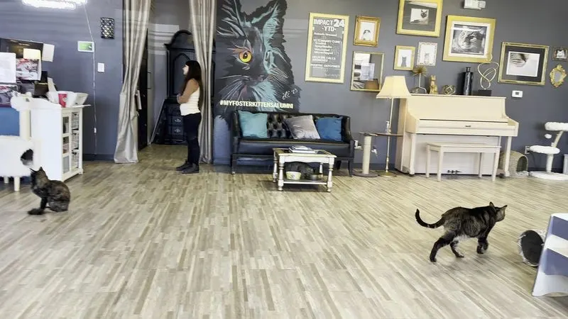Why this cat cafe feels like a true Vegas reset
