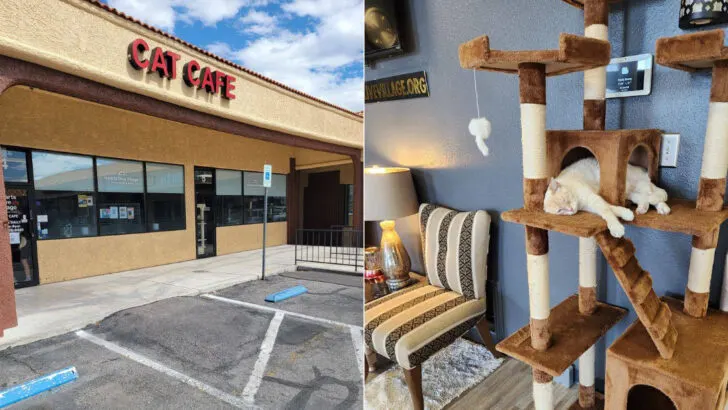This cat caf&eacute; in Las Vegas is a refreshingly gentle break from the Strip