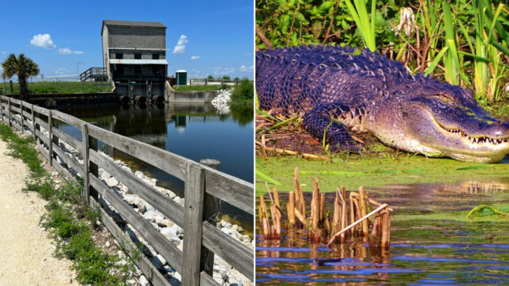 This free Florida wildlife drive lets you spot gators and birds without leaving your car