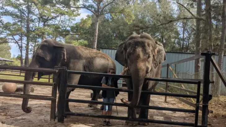This lesser-known elephant sanctuary in Florida is worth planning a visit around