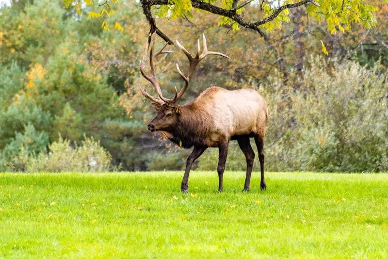 The Elk Viewing Areas