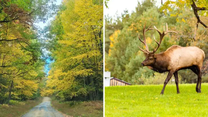 This low-key Pennsylvania town offers some of the best wild elk viewing in the East