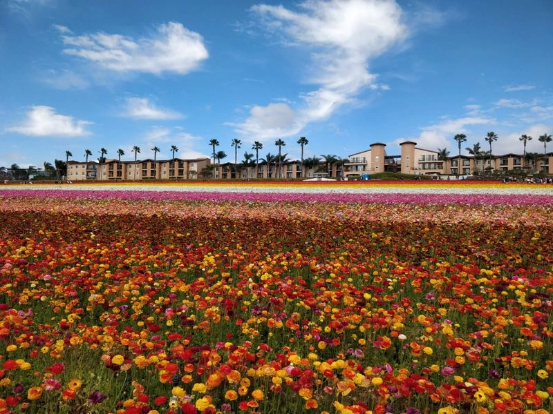 History and heritage of the Fields