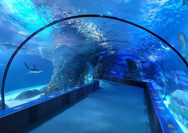 The Underwater Tunnel at the Scott Aquarium