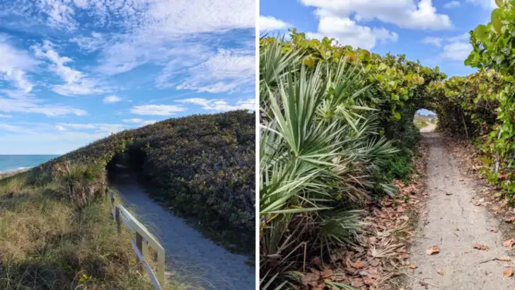 This nature tour in Florida takes you through tree tunnels that feel otherworldly