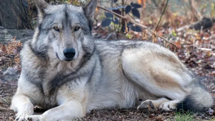 This wolf sanctuary in Pennsylvania lets you get closer to wolves than anywhere else