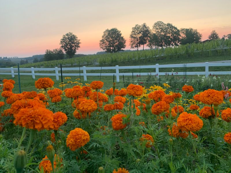 Moondance Flower Farm